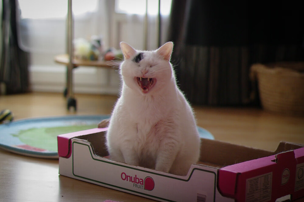 险胜与碾压,体育的两极美学—从乌拉圭的团队刀锋到哈兰德的个人炮火