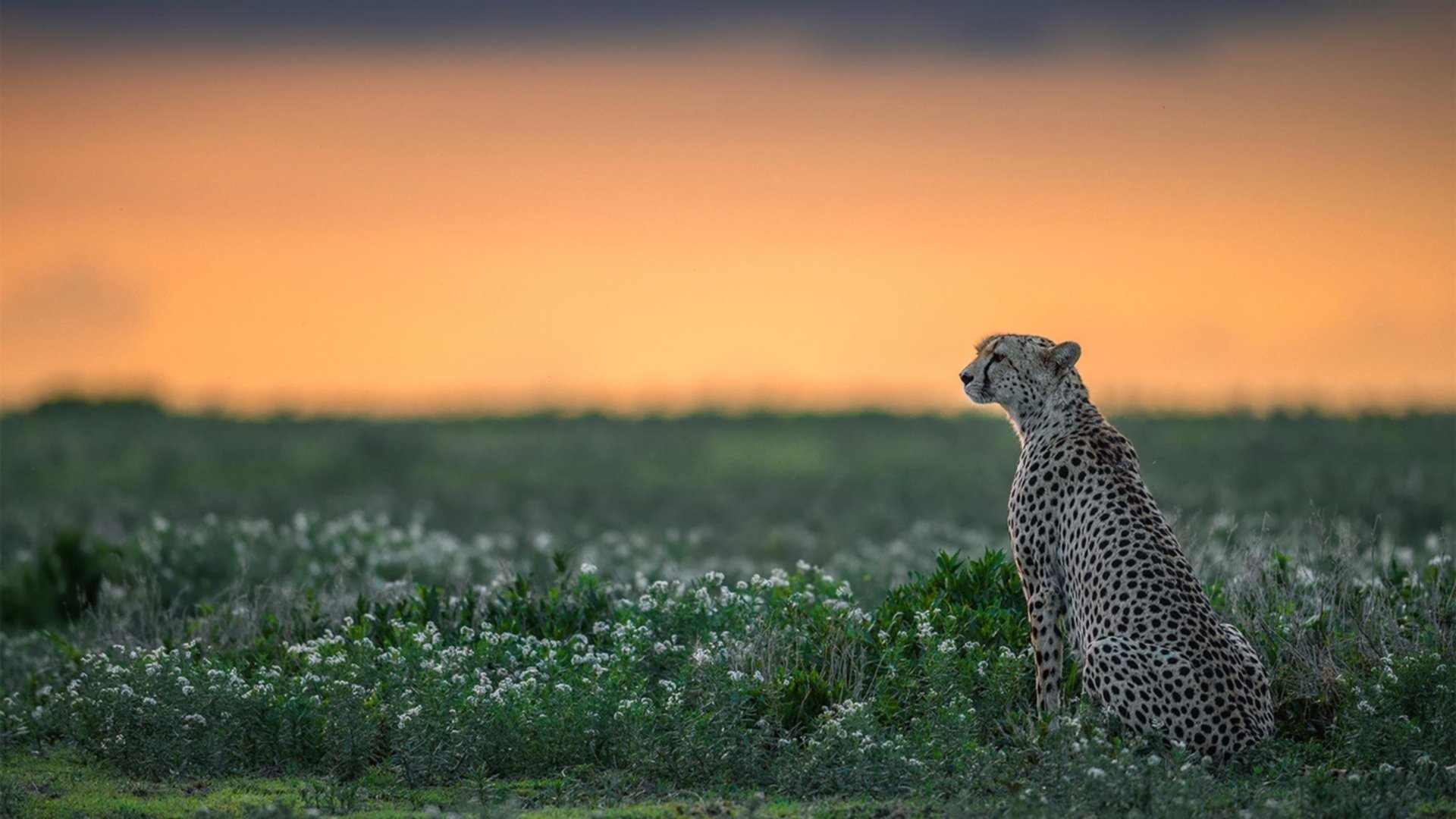 数据收割机VS气场压制,西西帕斯如何让美网成为唯一性试金石