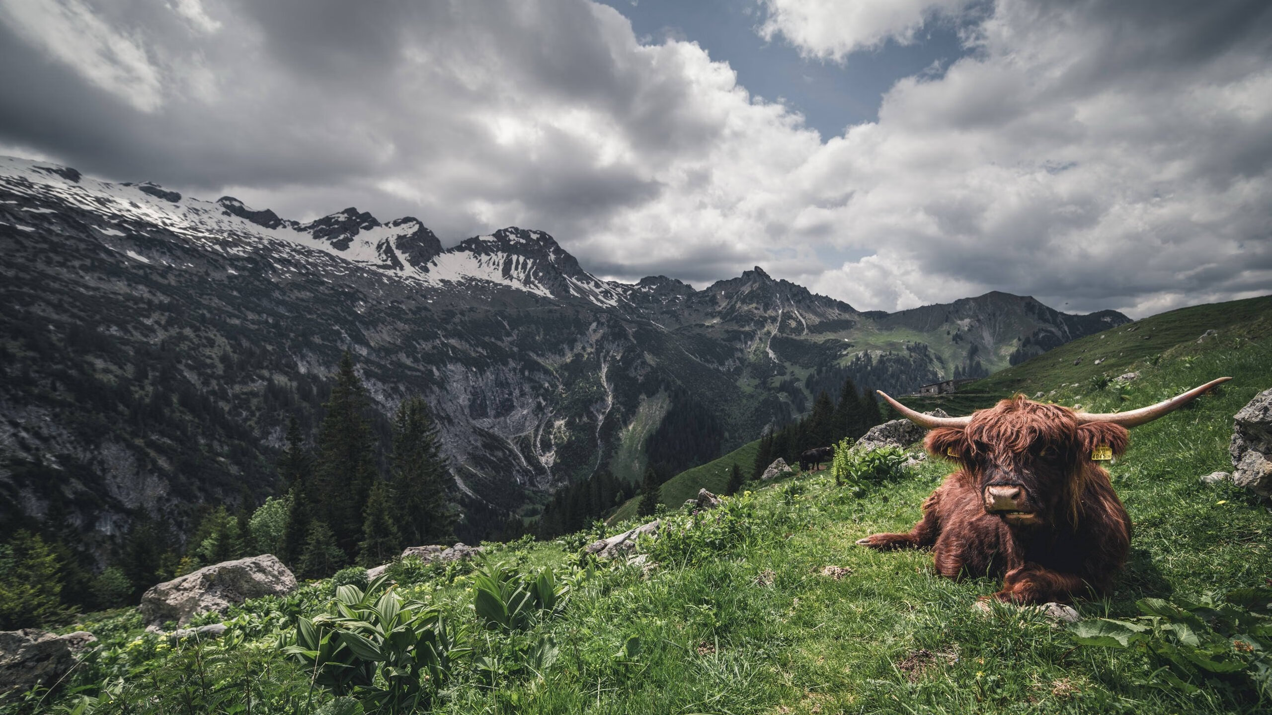 跨界风暴,当广厦新王哈利伯顿率队让湖人王朝另类崩塌