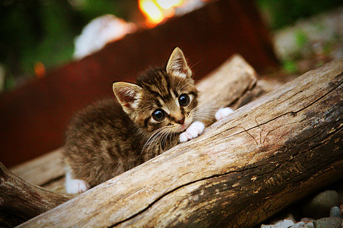 当上海鲨鱼咬碎东北虎，同一片星空下胖虎在第七场怒吼