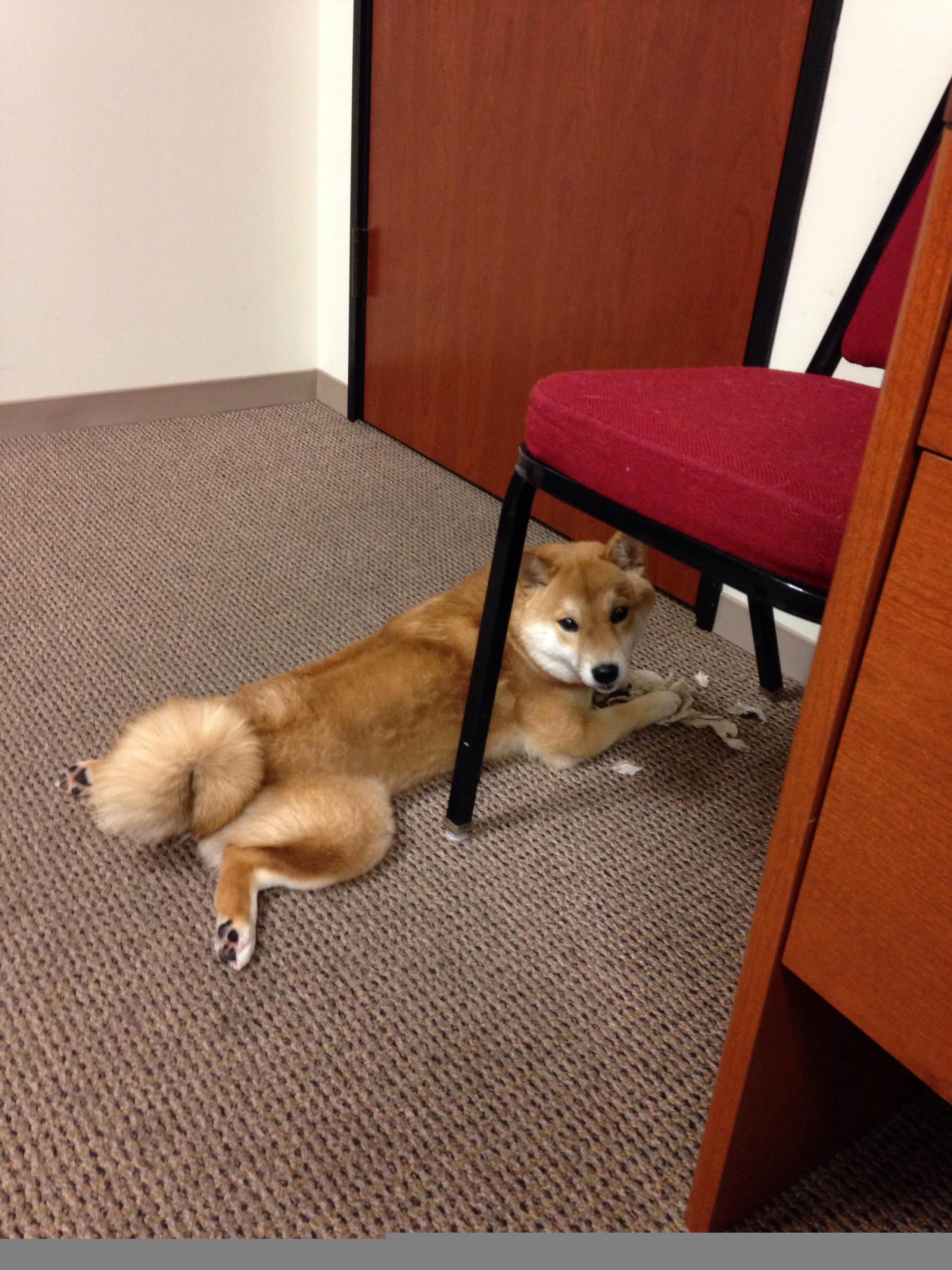 轻描淡写间,恩佐的连珠炮击碎了波兰铁盾—一场属于节奏大师的优雅胜利