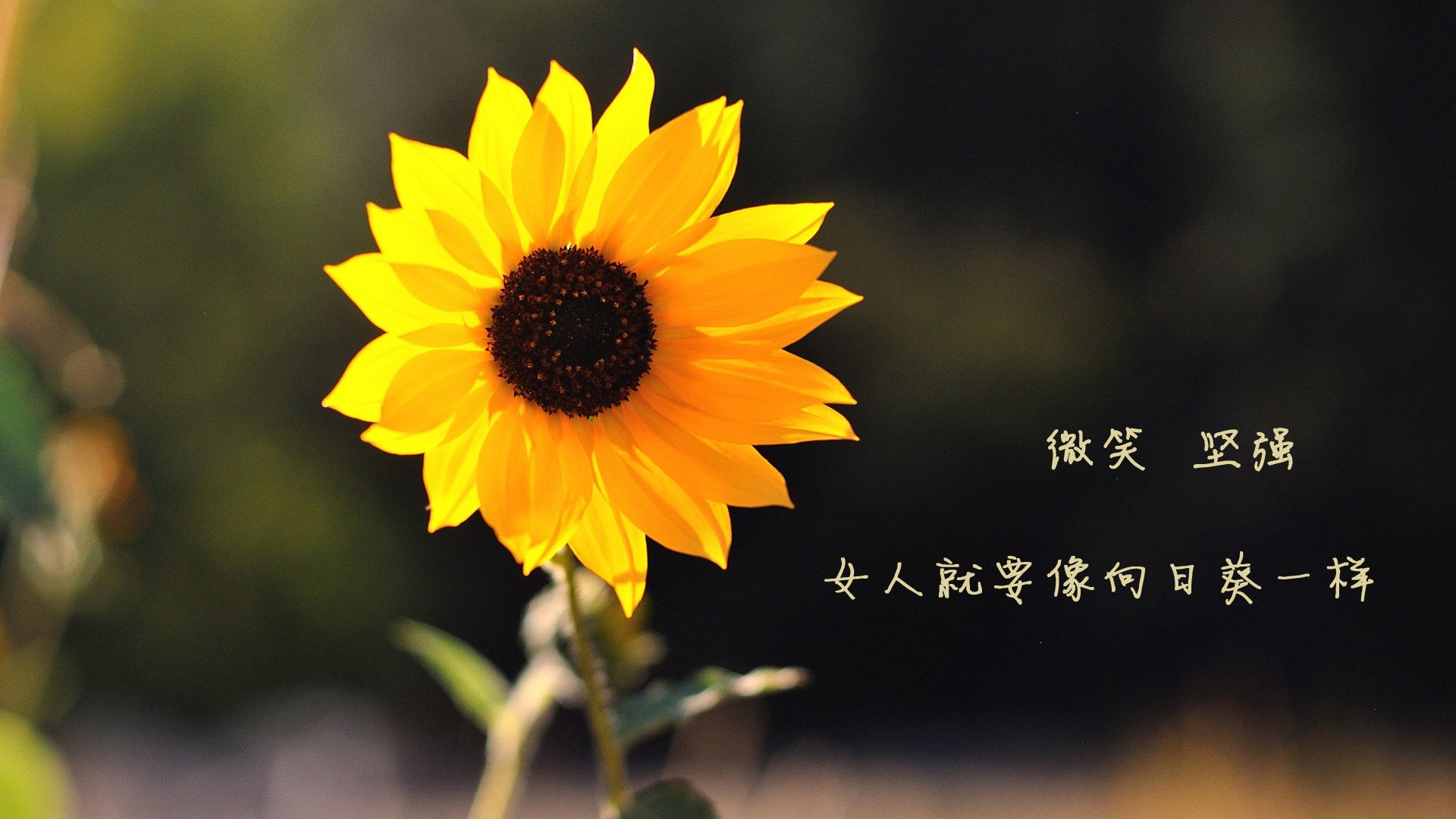 最后三分钟，利拉德超远三分击穿广厦—火箭队决胜局上演英雄时刻