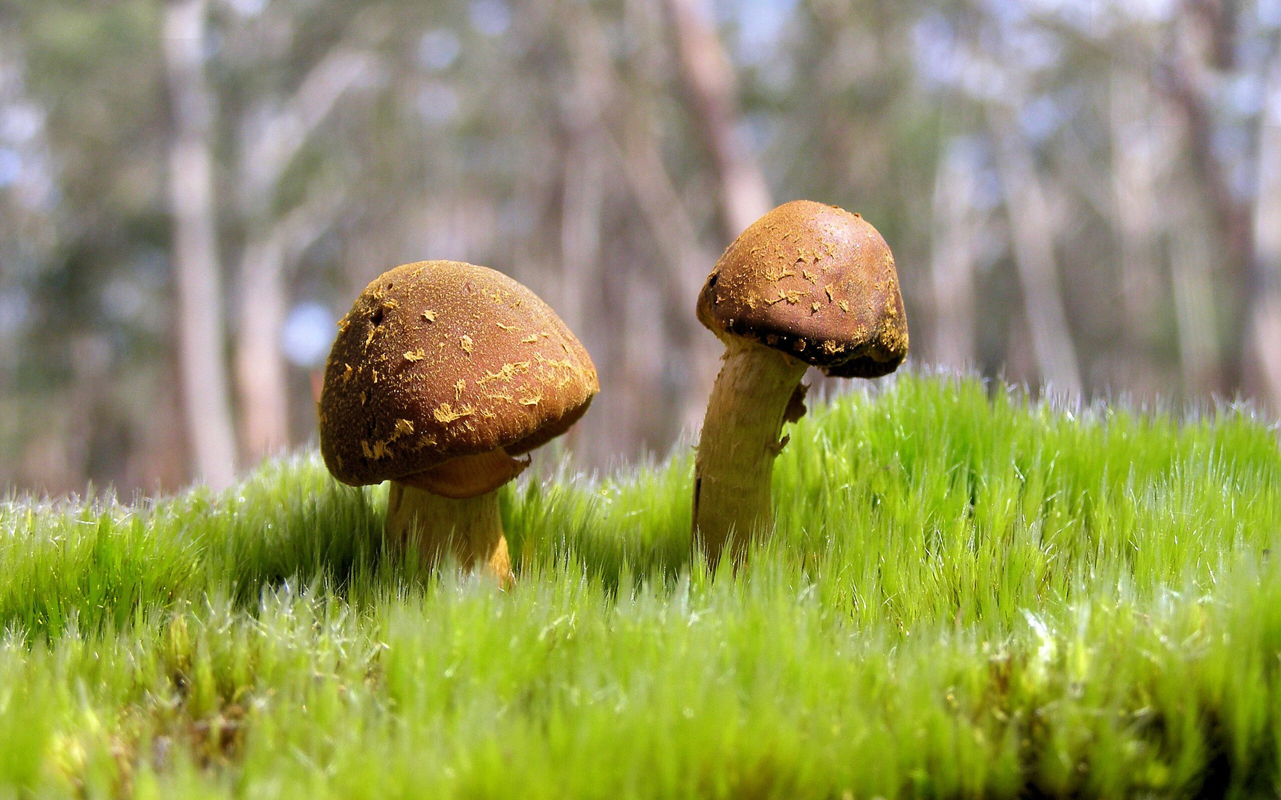 时空裂隙中的终极对决，当巅峰梅西遭遇数据黑洞多特蒙德