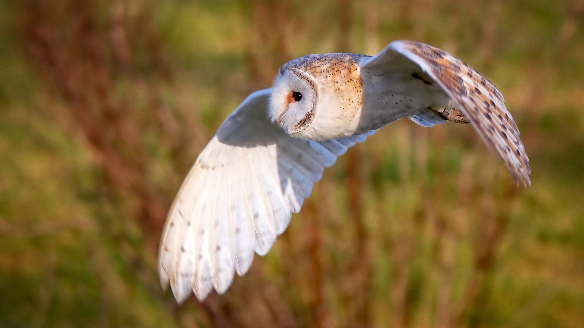 绿茵场上的国王加冕，当国家德比遇上步行者哲学