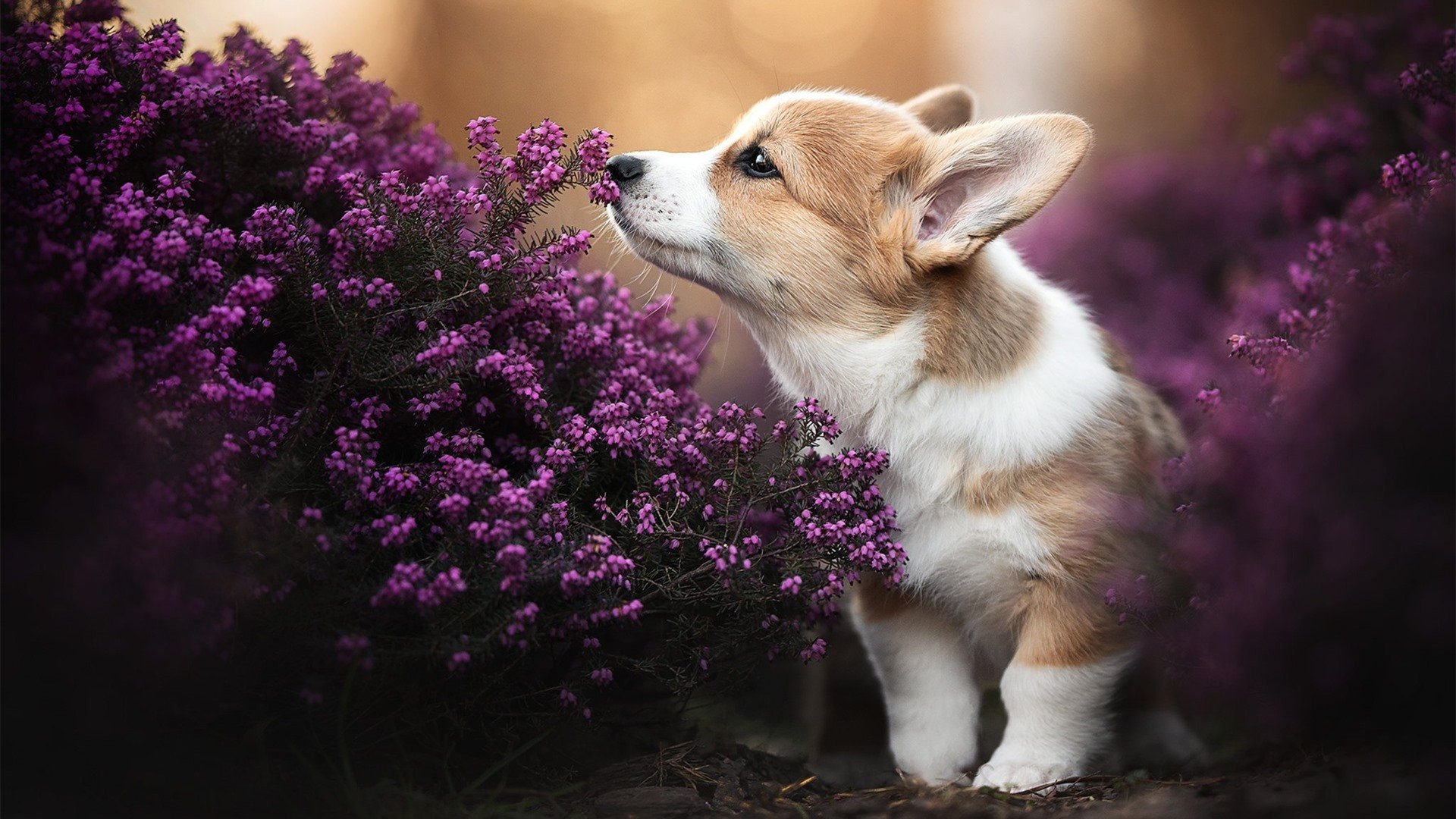 冰与火的传奇舞台，斯通斯在美加墨之夜铸就传说