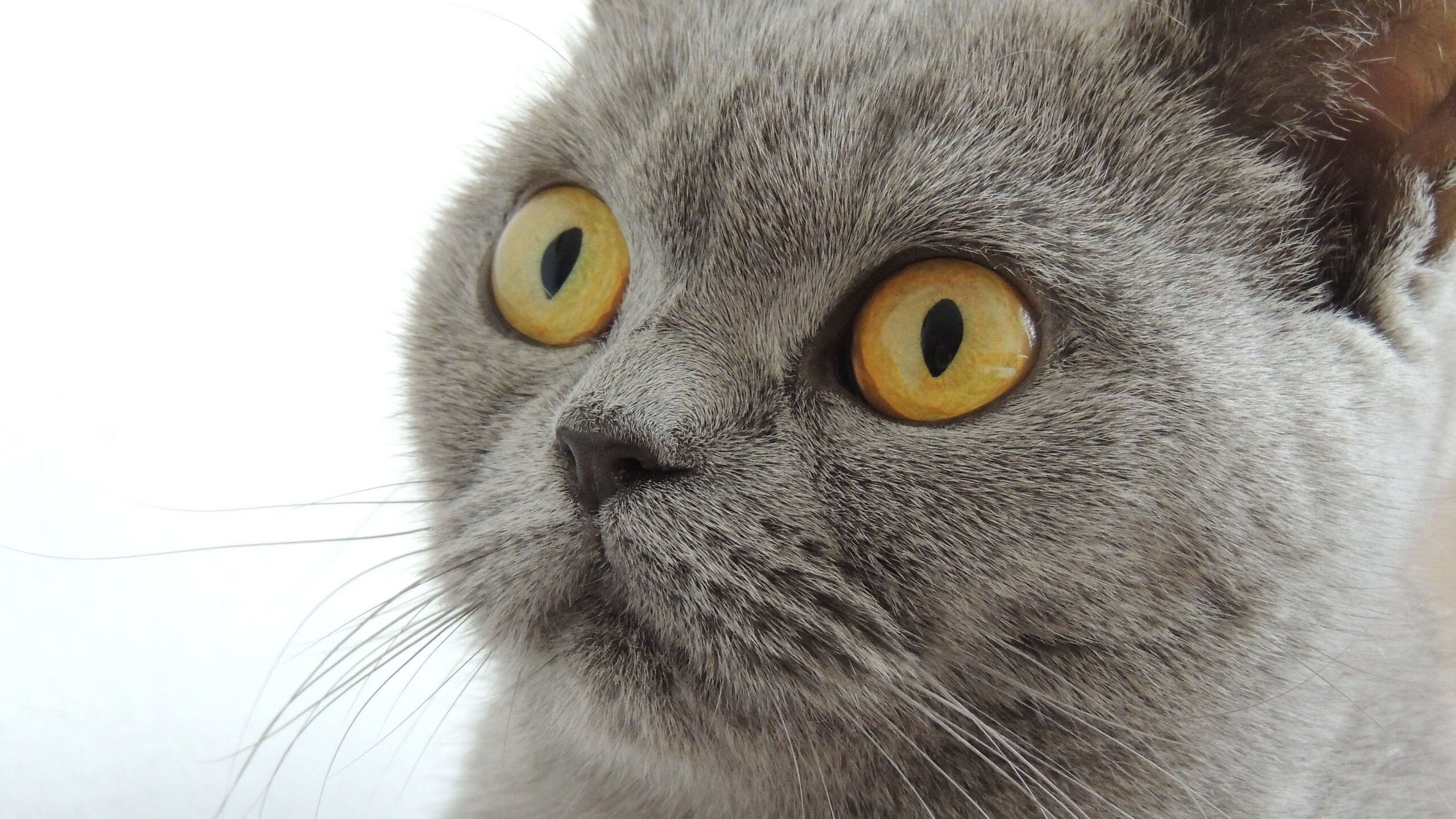 欧冠淘汰赛焦点战,终极压制!皇家社会连续得分击溃瑞士劲旅