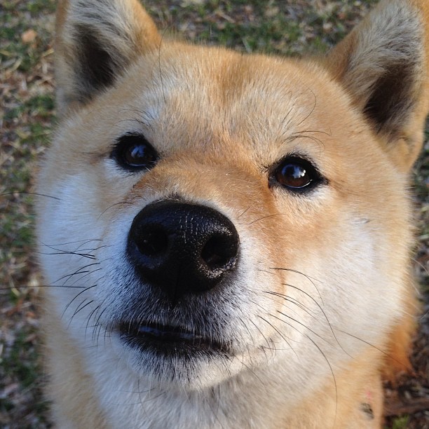 改写剧本的第三节,当湖人压制国王,欧文成为关键先生