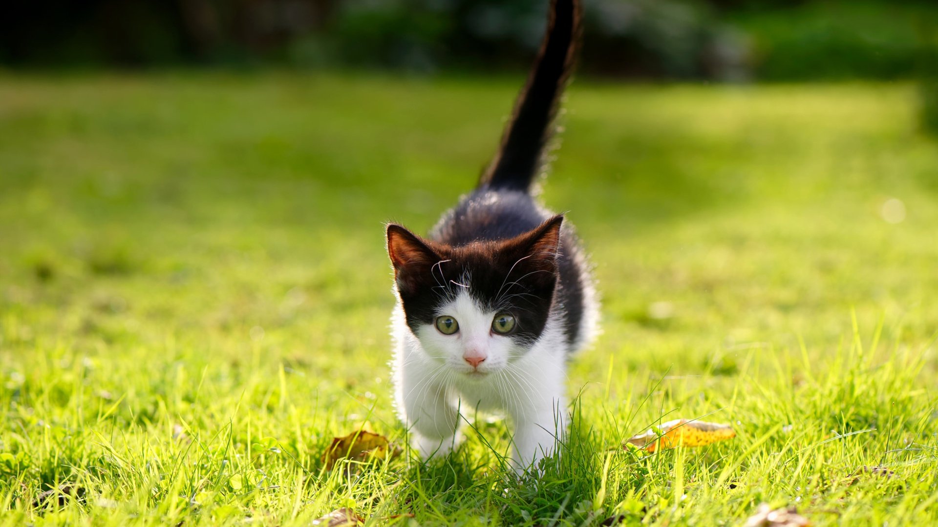 新疆客场惊艳美国!福克斯狂飙47分打爆火箭,中国篮球的狼性震撼NBA