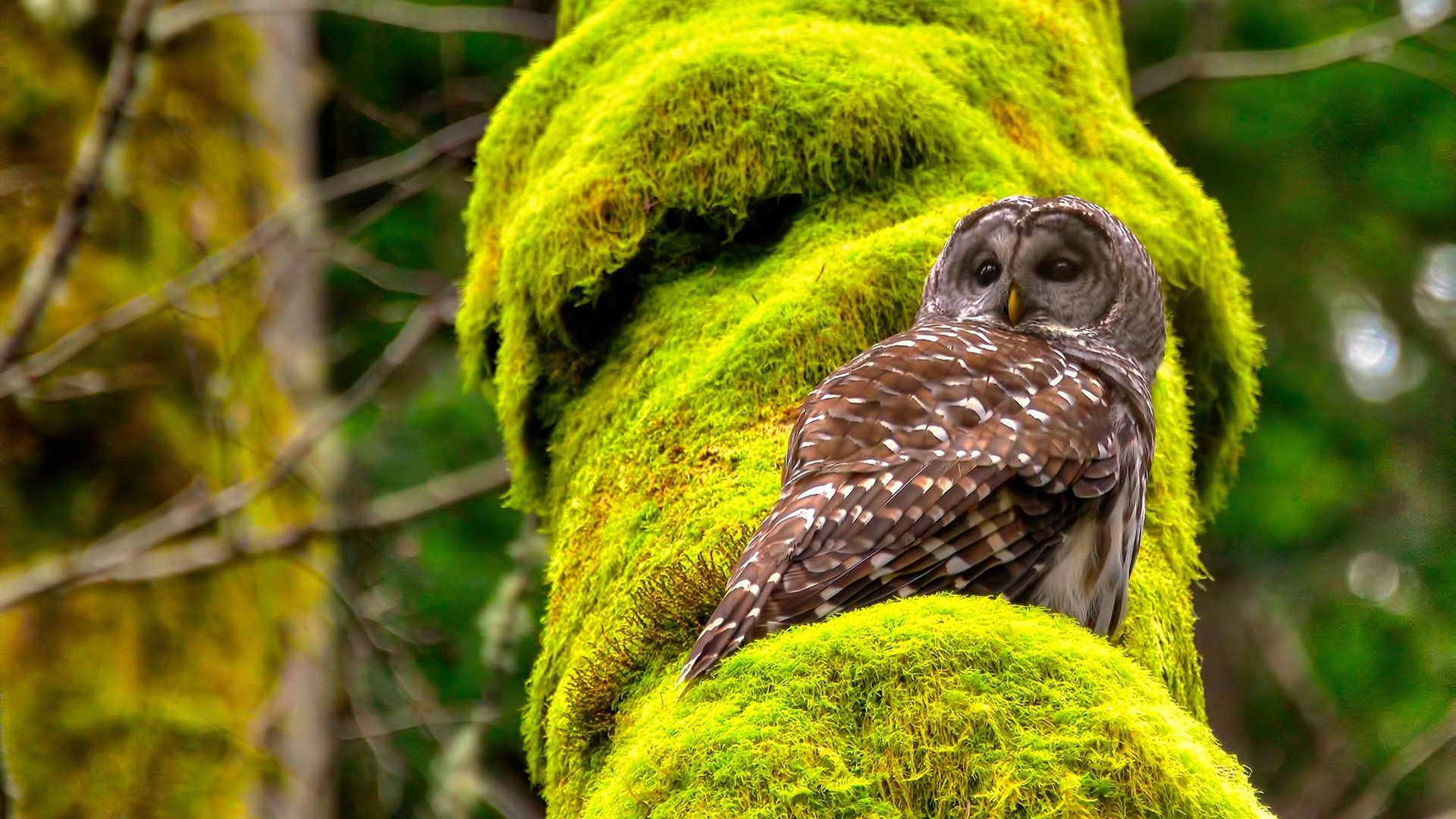 欧冠淘汰赛焦点战创历史，卡塔尔阿尔萨德加时鏖战力克比利时布鲁日