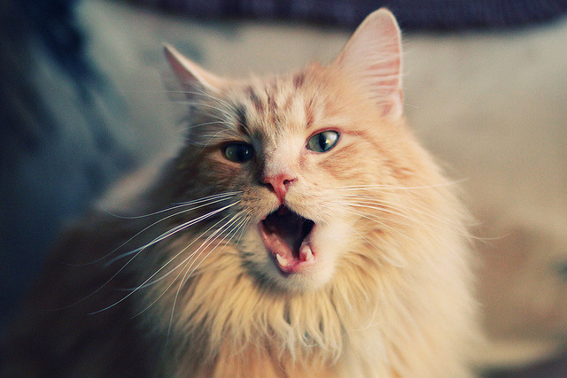 逆转史诗，当加维成为德意志战车的新舵手—2026世界杯F组焦点战启示录